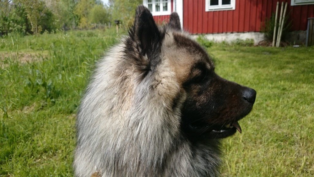 Ligner jeg en hund, der lige har fået en lang næse?