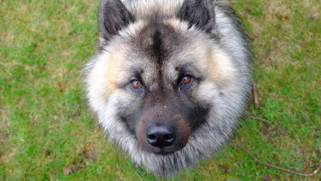 Verdens bedste klummehund