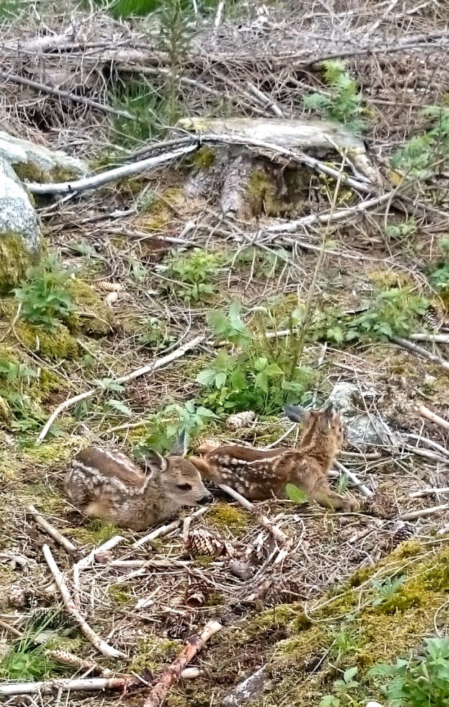 Så er der serveret. Frokost i vejkanten. Overkørt rålam. uhm...