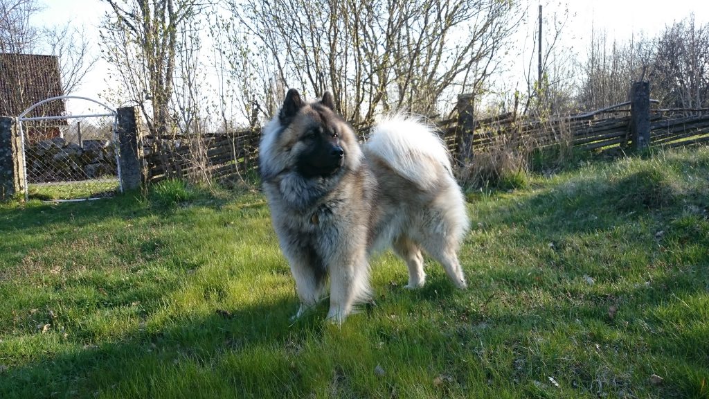 Superhunden Tot